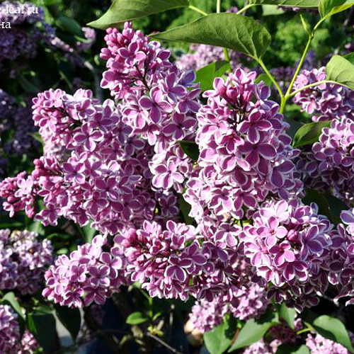 Сирень обыкновенная Сенсейшен (в тубе)